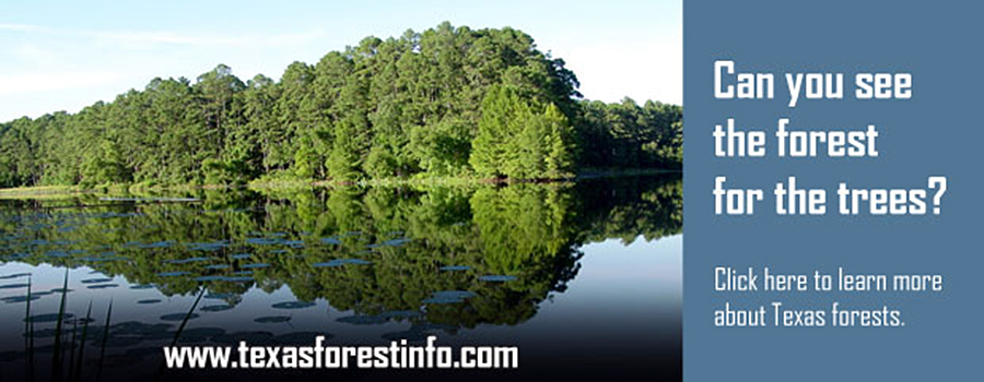 T2 - TxFIP Banner T2 - TxFIP Banner